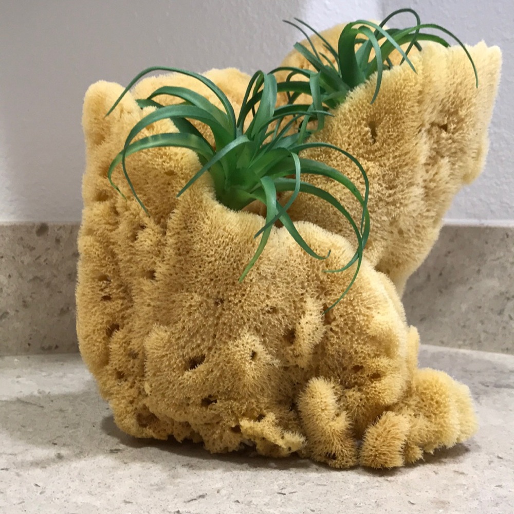 Decorative Vase Sponge
